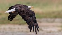 27 - FLYING EAGLE - SALBERTER STÉPHAN - belgium <div : Stephan Salberter, animalier, nature, photographe, photographer, stephanature, stephanature.com, wildlife